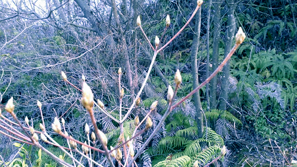 ڂ݂̌ł}