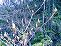 ڂ݂̌ł}