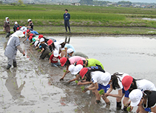 田んぼの学校事業の取り組みのようす