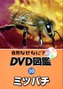 10ミツバチ.JPG