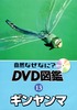13ギンヤンマ.JPG