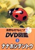 3ナナホシテントウ.JPG