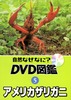 5アメリカザリガニ.JPG