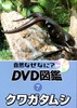 7クワガタムシ.JPG